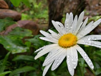 Close-up of wet flower