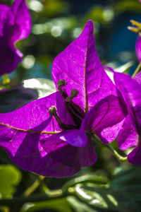 Close-up of butterfly on purple flower