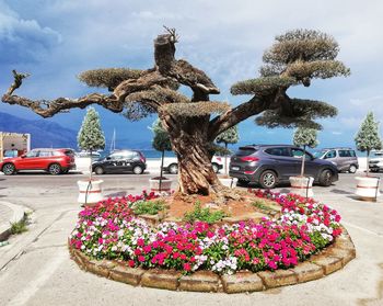 View of flowering plants by road against sky