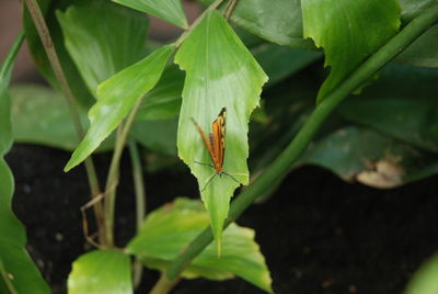 Close-up of insect on plant