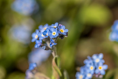 Close-up of purple flowering plant in park