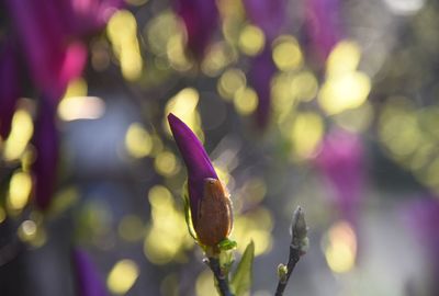 Close-up of pink flower buds