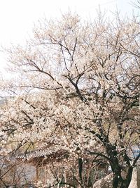 Low angle view of blooming tree against sky