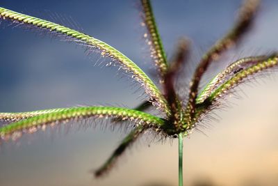 Close-up of plant