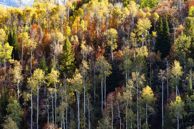 Pine trees in forest during autumn