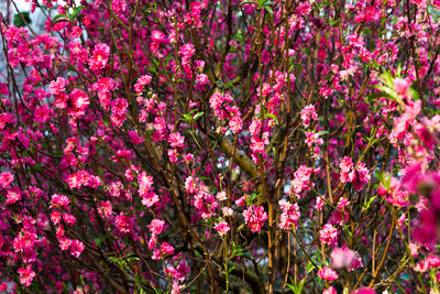 Pink flowers blooming in park