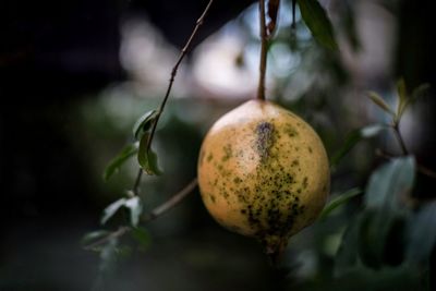 Close-up of fruits growing on plant