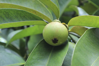 Close-up of fruit growing on plant