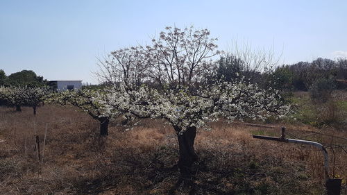 Cherry blossoms on field against sky
