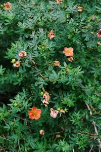 Close-up of flowers