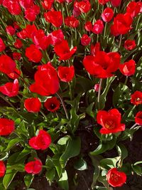 High angle view of red flowering plants