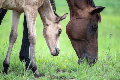 View of a horse on field