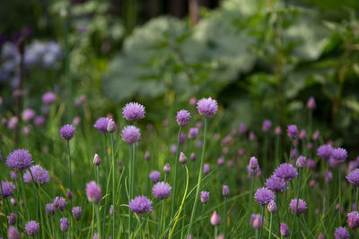 Close-up of purple flowers growing in field