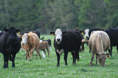 Cows grazing in a field