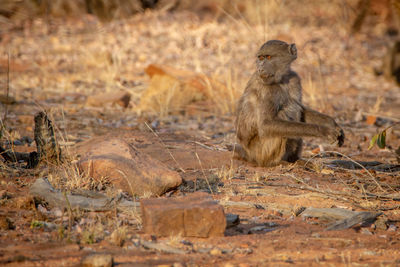 Monkey sitting in a field