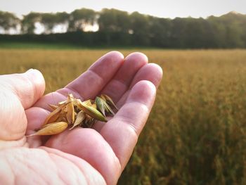 Close-up of hand holding crab on field