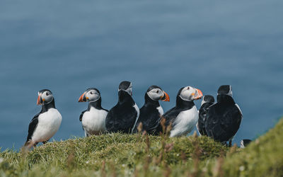 Puffins at beach