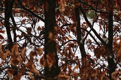 Low angle view of trees in forest during autumn