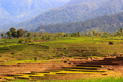 Panoramic view of the morning with beautiful mountains and colorful rice terrace lines