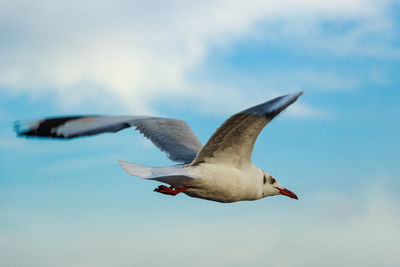 Seagull flying against sky