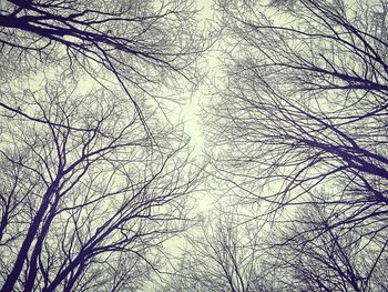 Low angle view of bare tree against sky