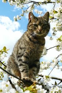 Portrait of cat on tree against sky