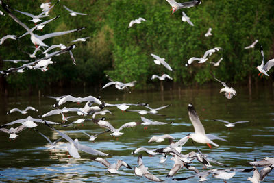 Seagulls flying over lake