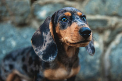 Close-up portrait of a dog looking away