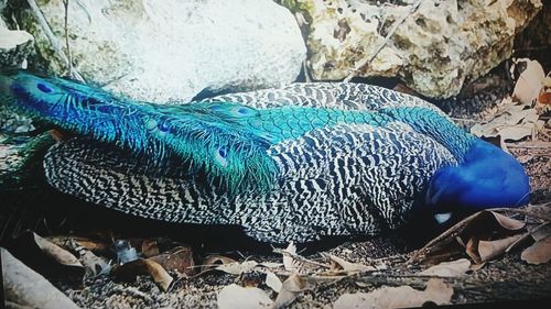 Close-up of peacock