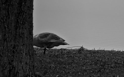 View of a bird on a field