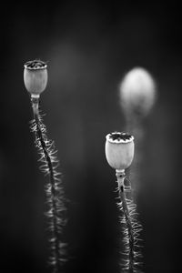 Close-up of plant against black background