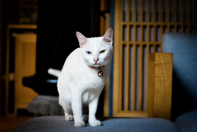 White cat