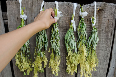 Cropped image of woman holding fresh green leaves