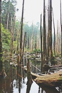 Trees in forest