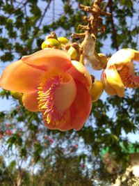 Close-up of yellow flowers blooming outdoors