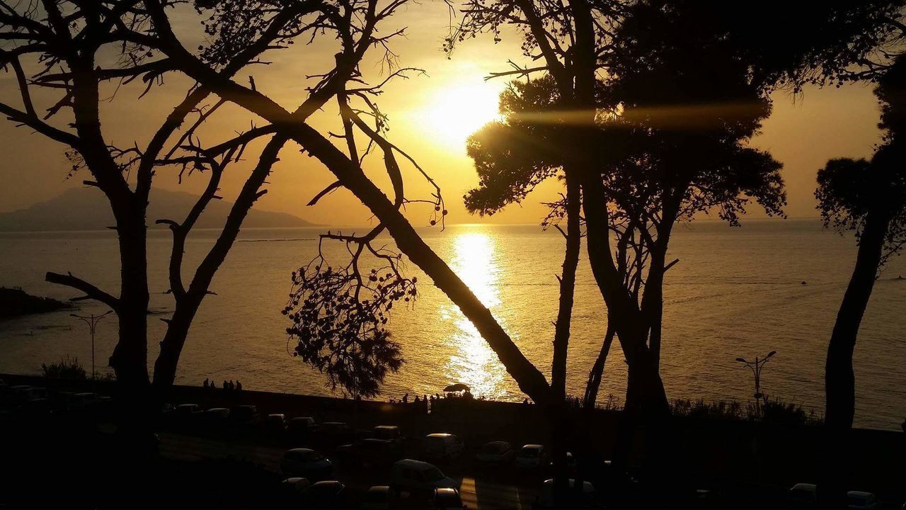 SILHOUETTE OF TREES ON BEACH DURING SUNSET