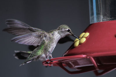 Close-up of humming bird eating 