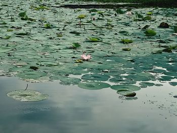 Water lily in lake