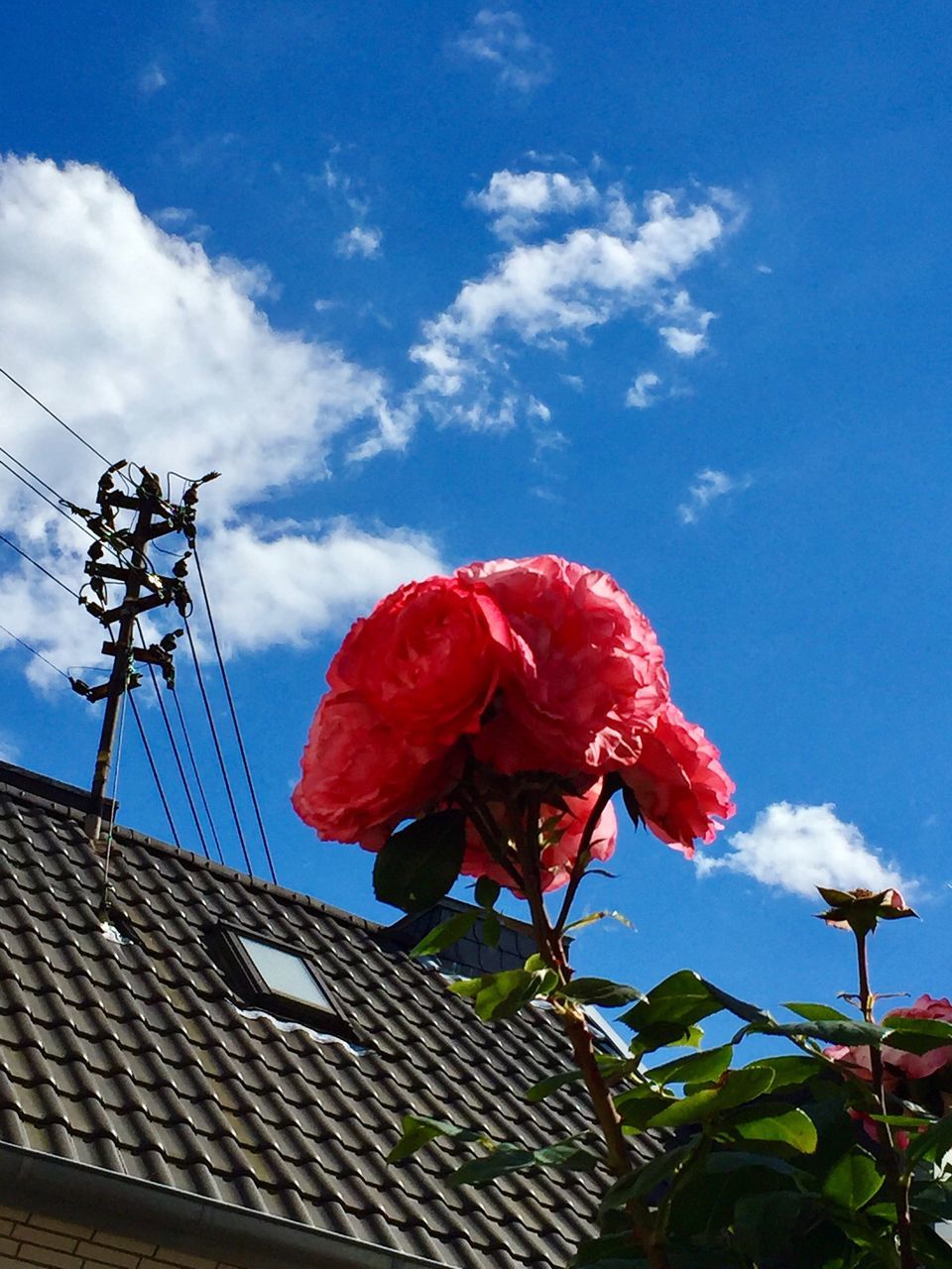red, low angle view, flower, sky, cloud - sky, day, nature, beauty in nature, outdoors, fragility, no people, growth, blue, freshness, flower head, close-up