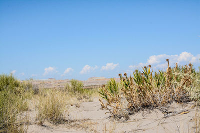 Plants growing in sand against sky