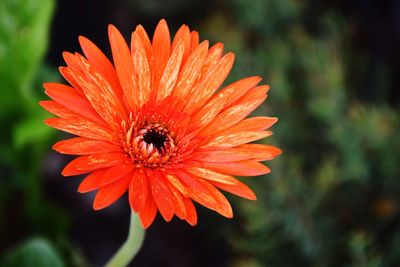 Close-up of insect on orange flower