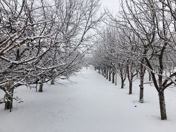 Bare trees on snow covered landscape