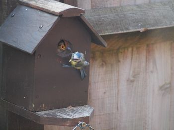 Bird in house