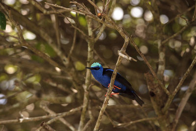 Close-up of bird perching on branch