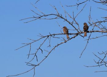 Low angle view of bird perching on bare tree against blue sky