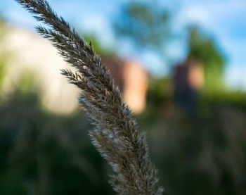 Close-up of plant against blurred background