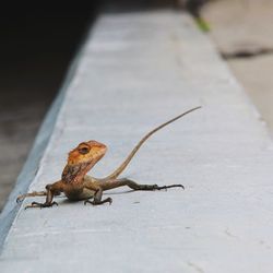 Close-up of grasshopper on the footpath