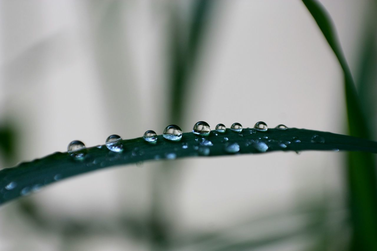 drop, water, wet, close-up, focus on foreground, dew, freshness, growth, selective focus, fragility, raindrop, droplet, water drop, plant, green color, purity, nature, beauty in nature, leaf, rain