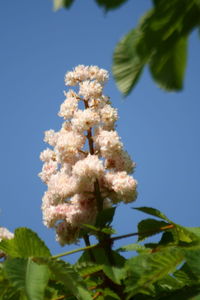 Low angle view of flowers blooming on tree