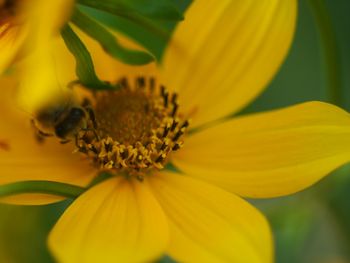 Close-up of bee pollinating on yellow flower